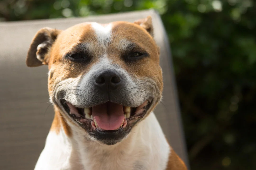 “Pibble Dog” Meme: What It Means & How People Use It
